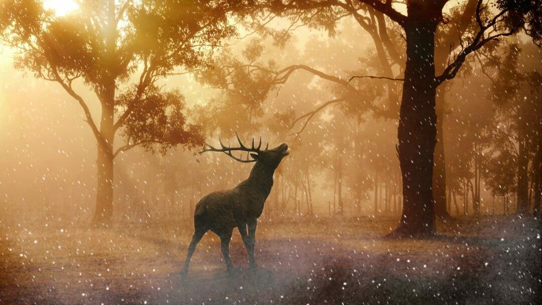 Hirsch steht im Wald