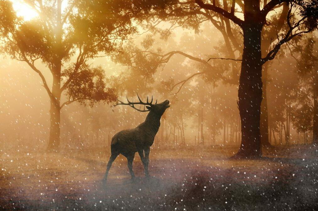 Hirsch steht im Wald